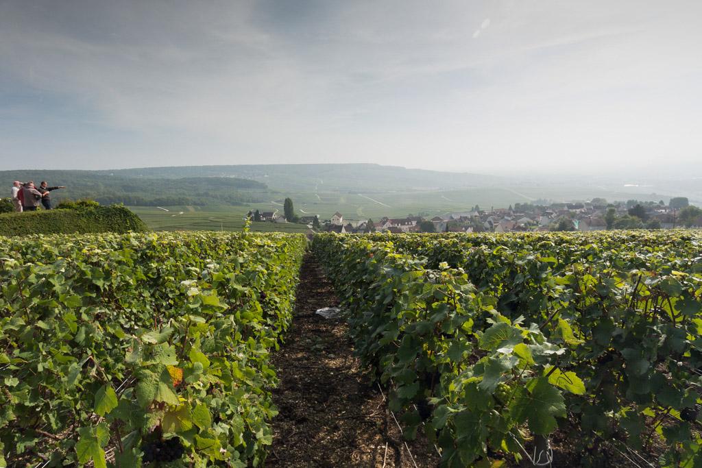Décor typique de la Montagne de Reims, ici dans la zone d'Hautvillers © ##@GBailyss@https://flic.kr/p/h9mrMa