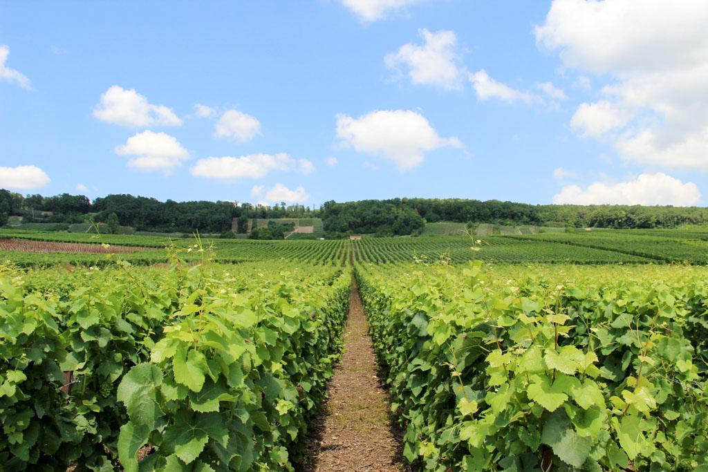 Les vignobles entre Venteuil et Cumières © S. Millot-Coll. ADT Marne