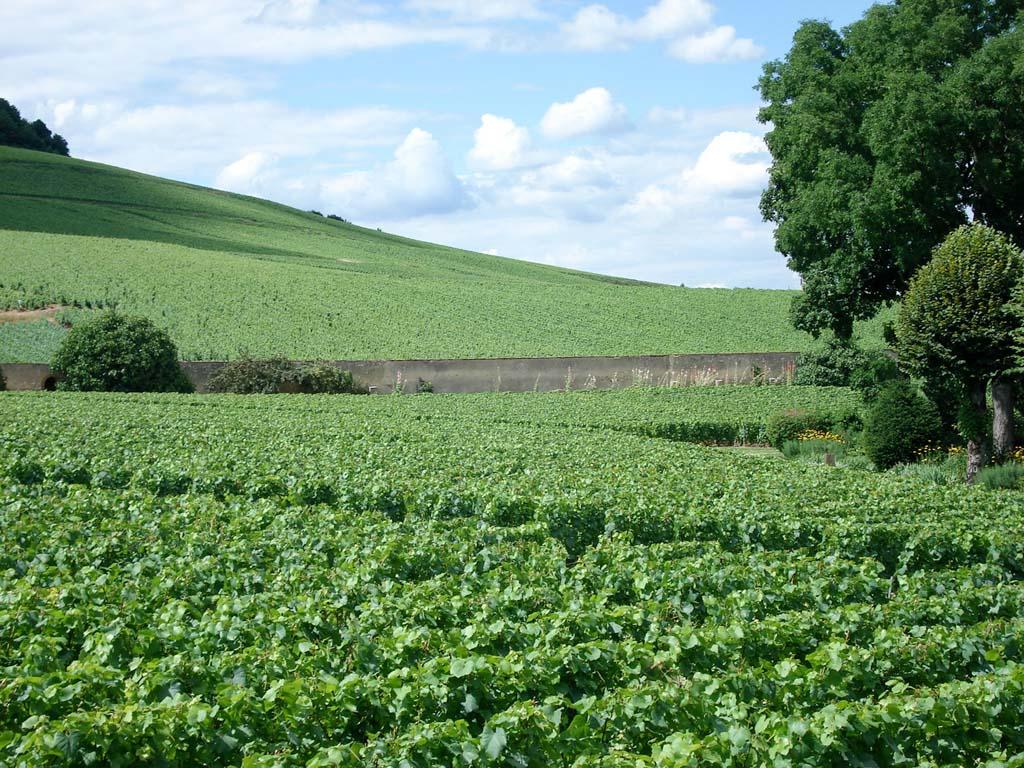 Les vignobles de Champagne © ADT Marne