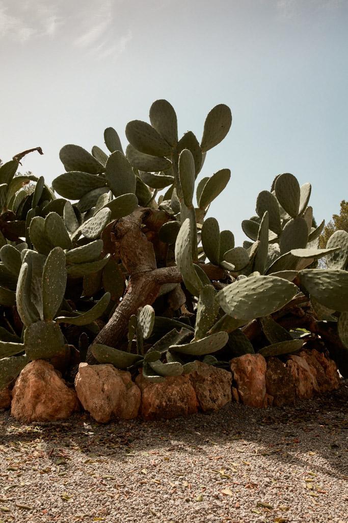 ... et des cactus