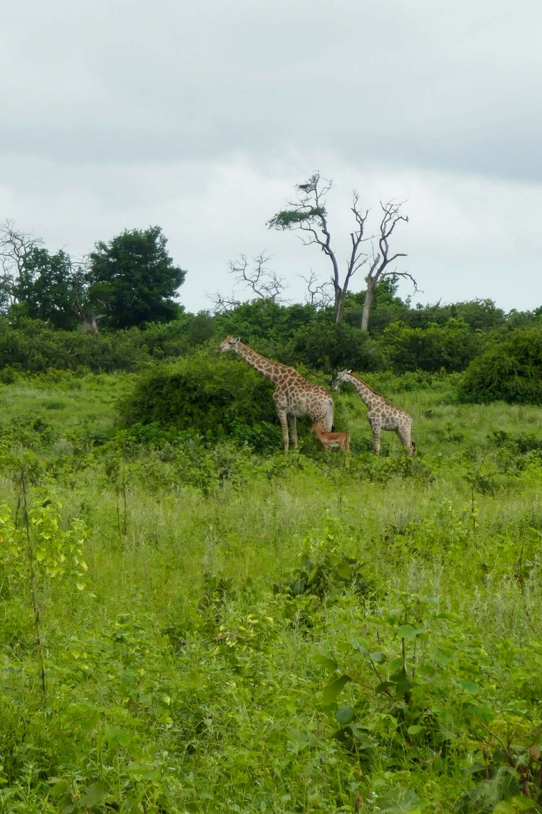 Parc de Chobé © PG