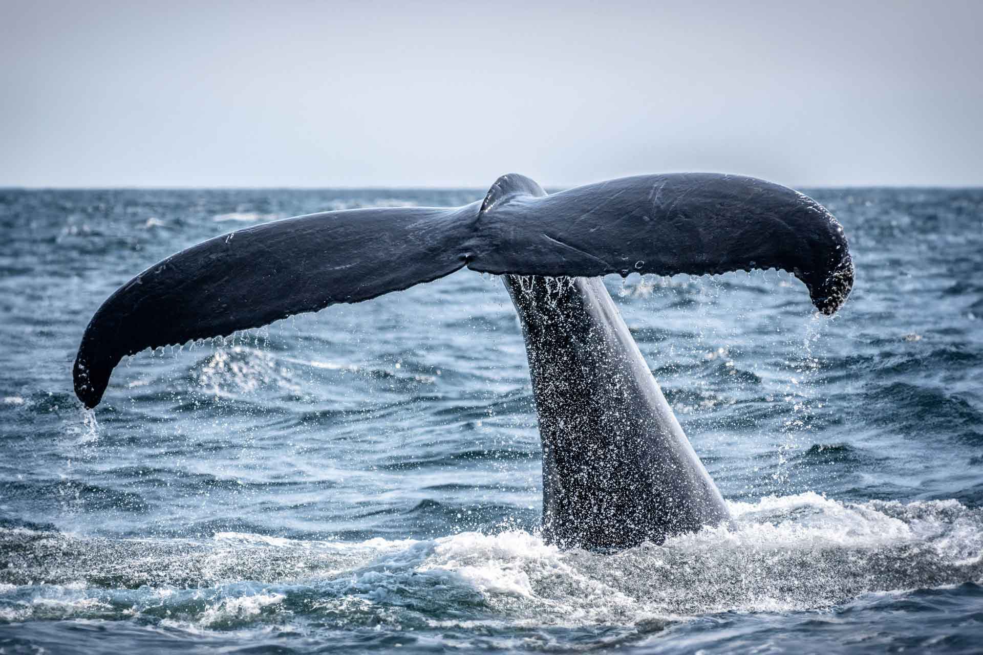 Baleine Boston