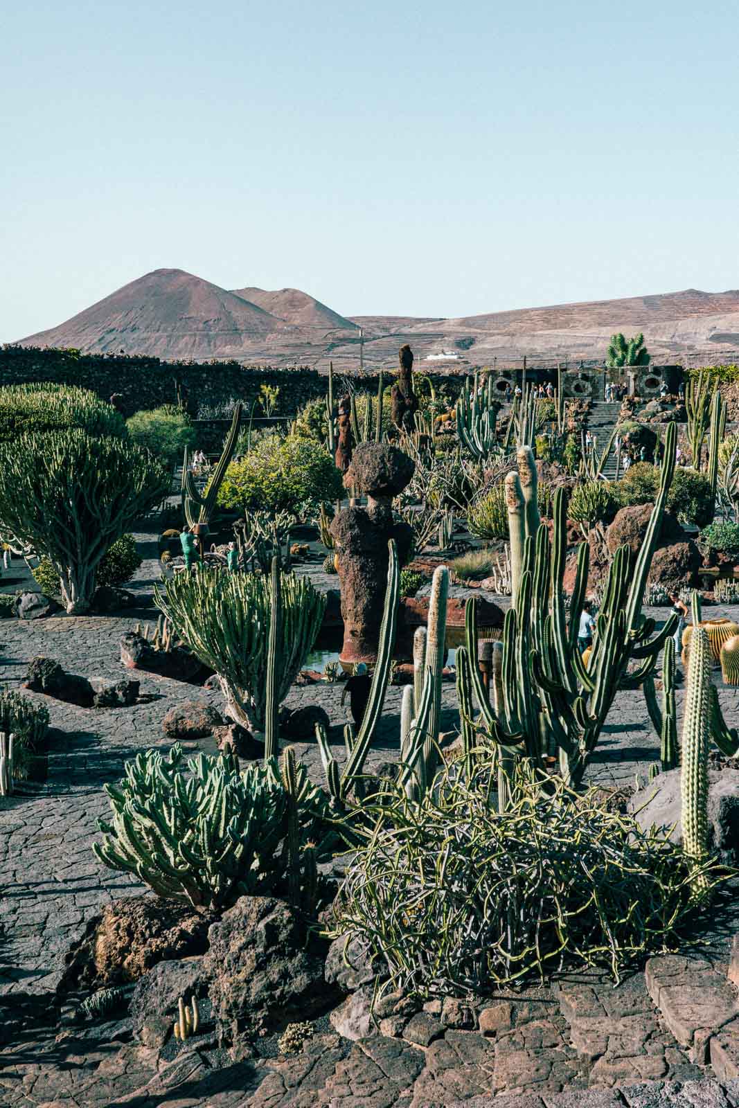 Le jardin des cactus