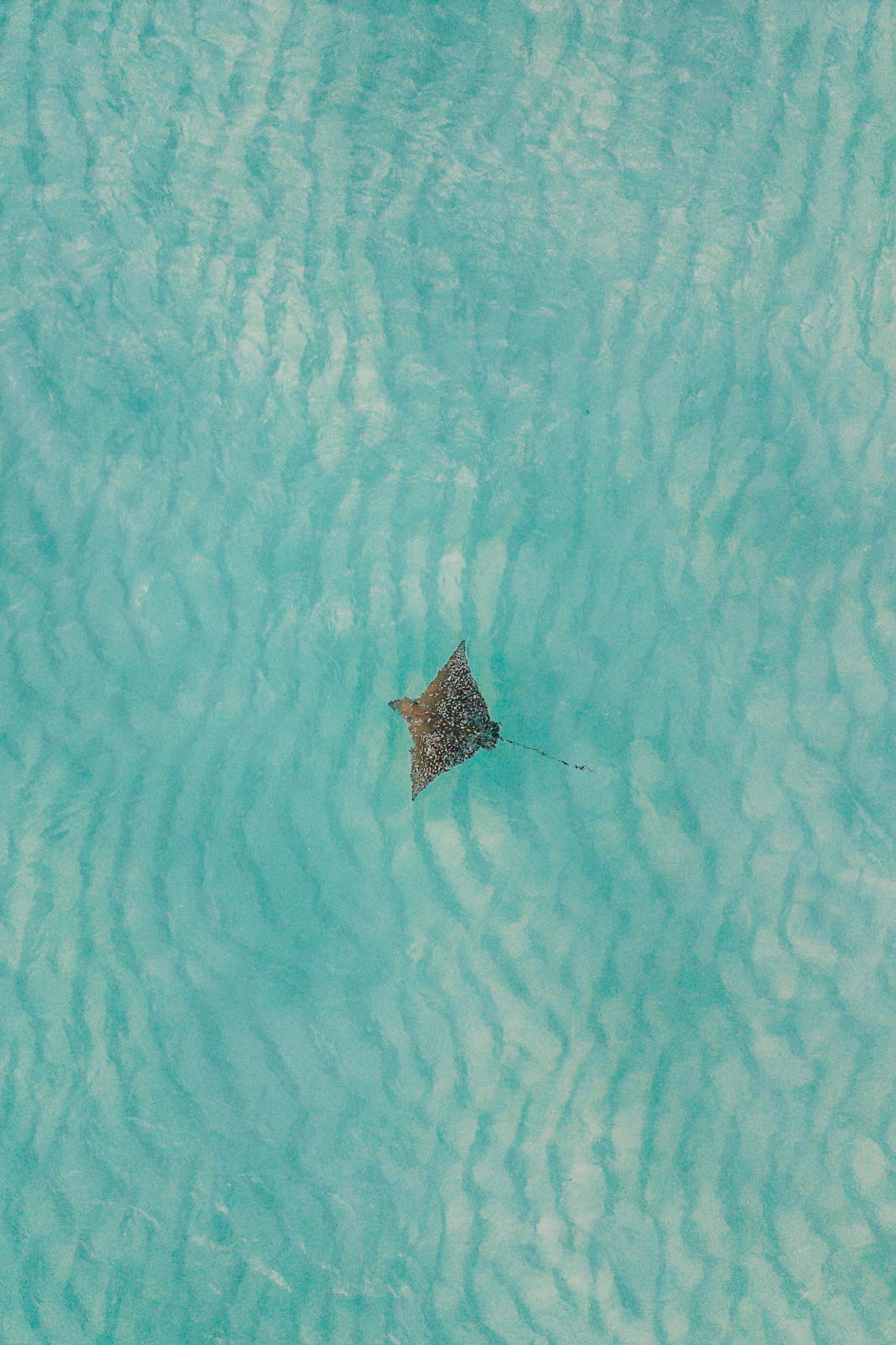 Observer la vie marine aux Maldives