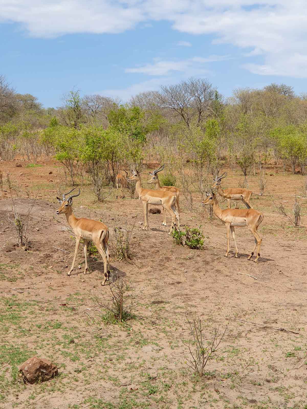 Près des chutes Victoria, le Parc National de Chobe