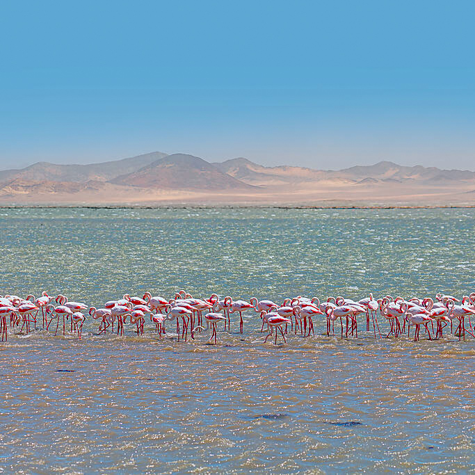 Flamands roses