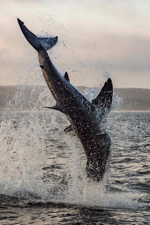 requin blanc