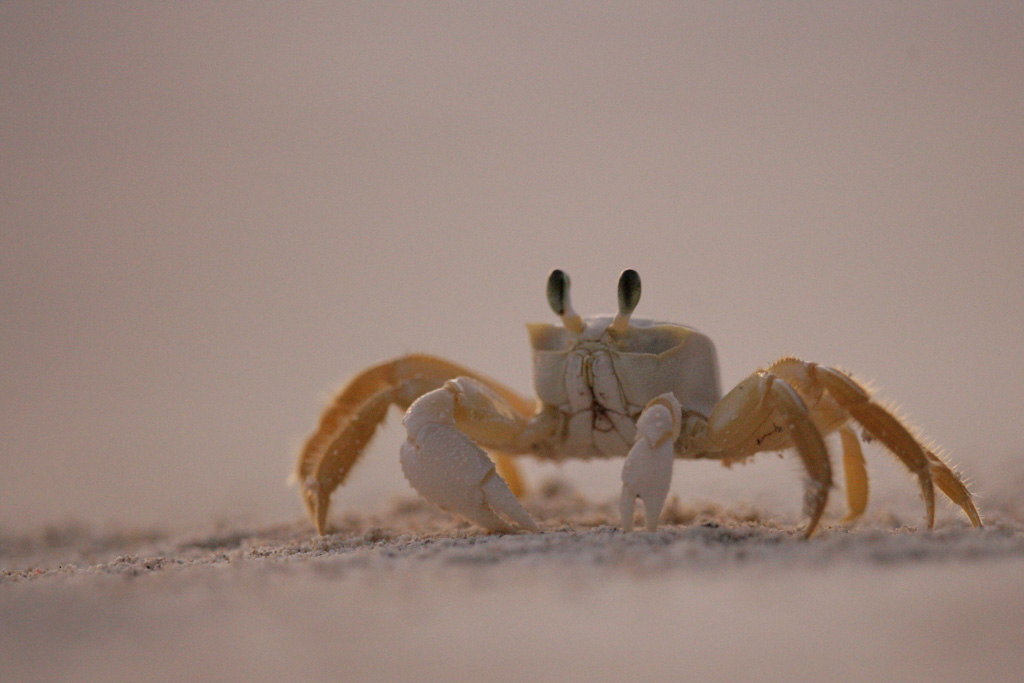 L’île est également réputée pour sa faune sauvage