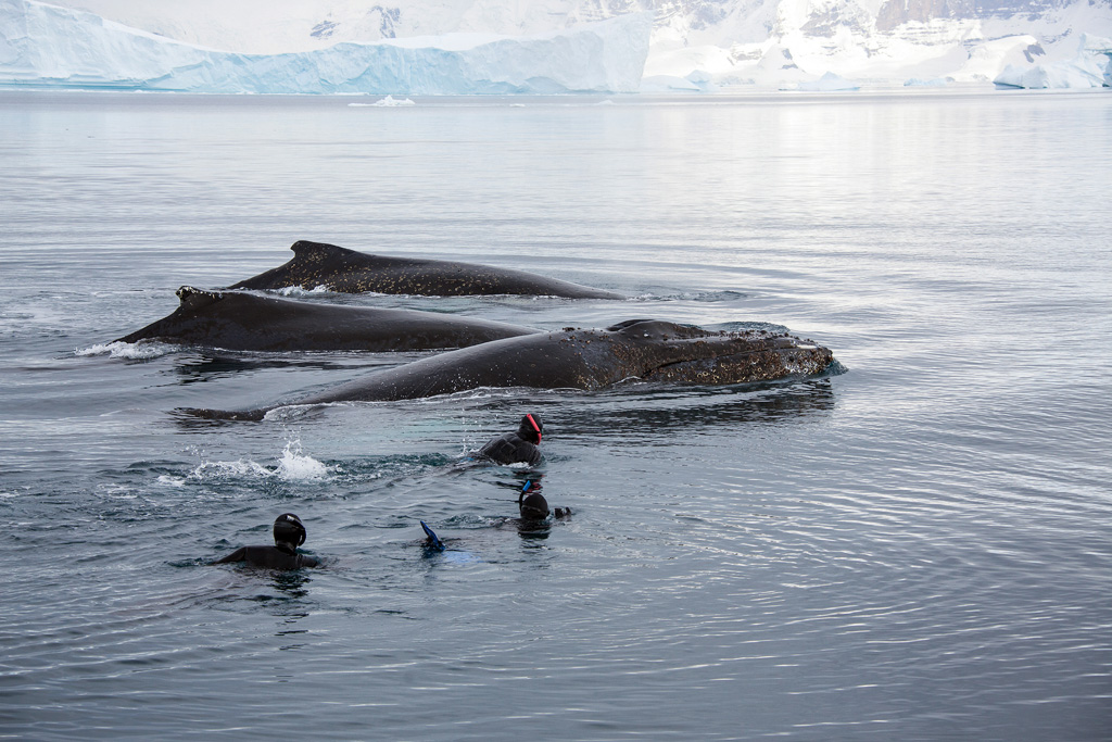 Au programme, des rencontres avec des baleines...