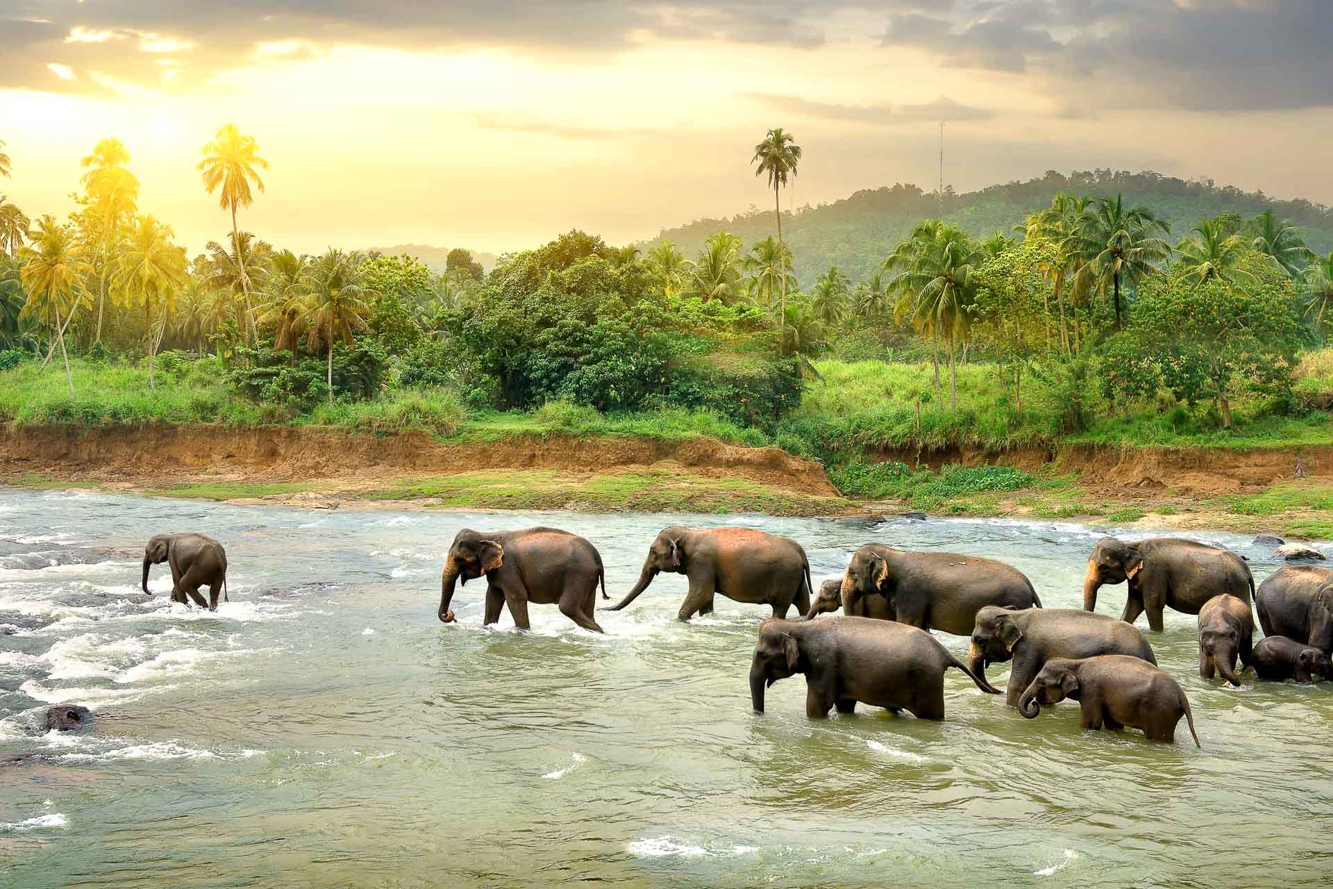 Sri Lanka - Cérémonie du bain des éléphants © DR