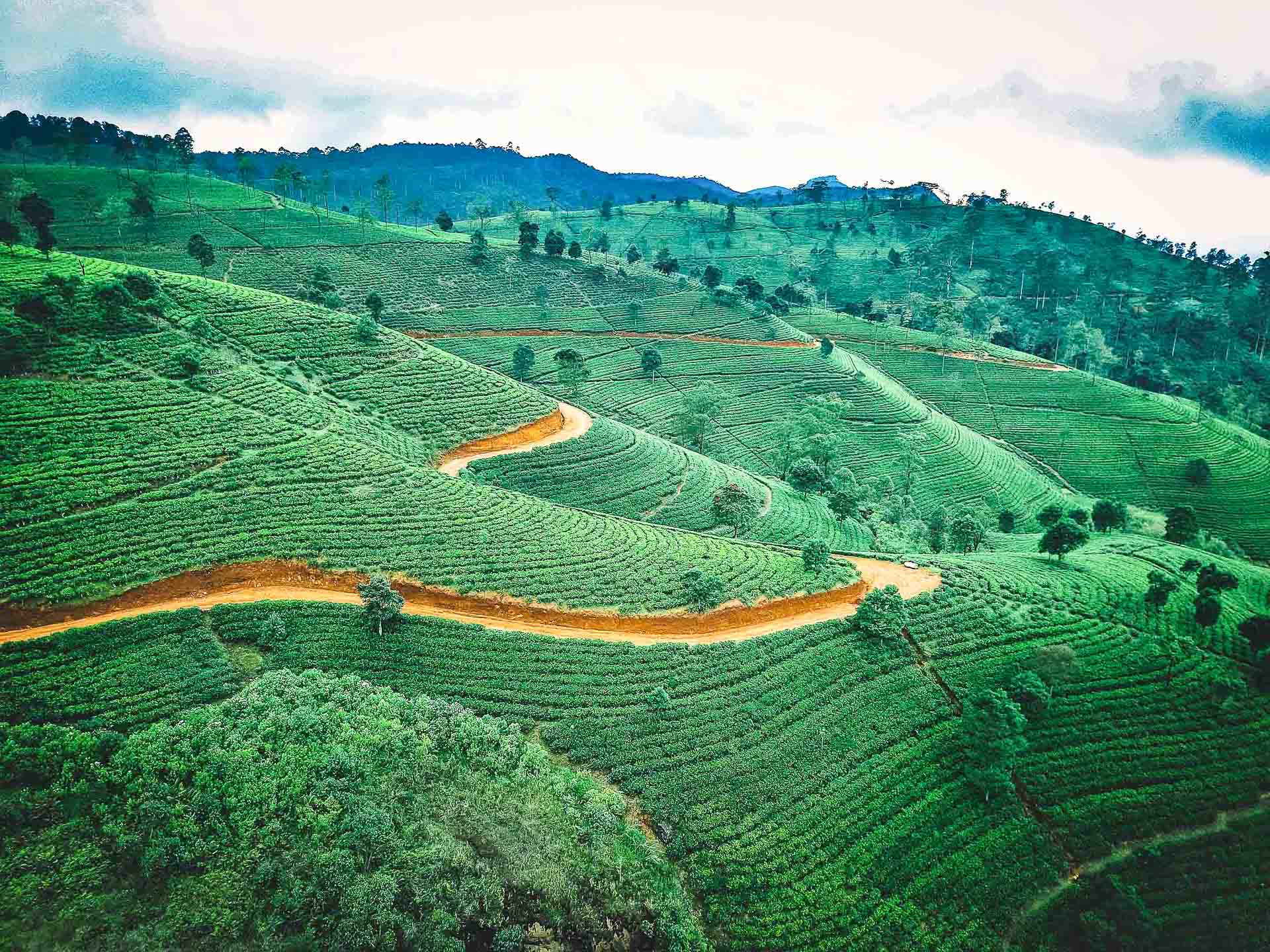 Sri Lanka - Route des thés