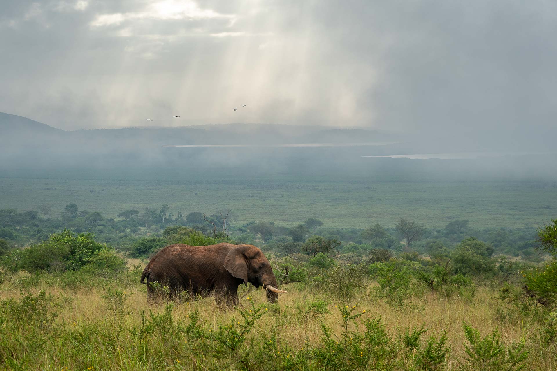 Rwanda – Parc national de l’Akagera © DR