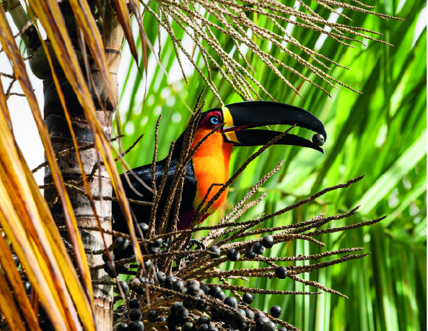 Toucan © Christian Autochtone