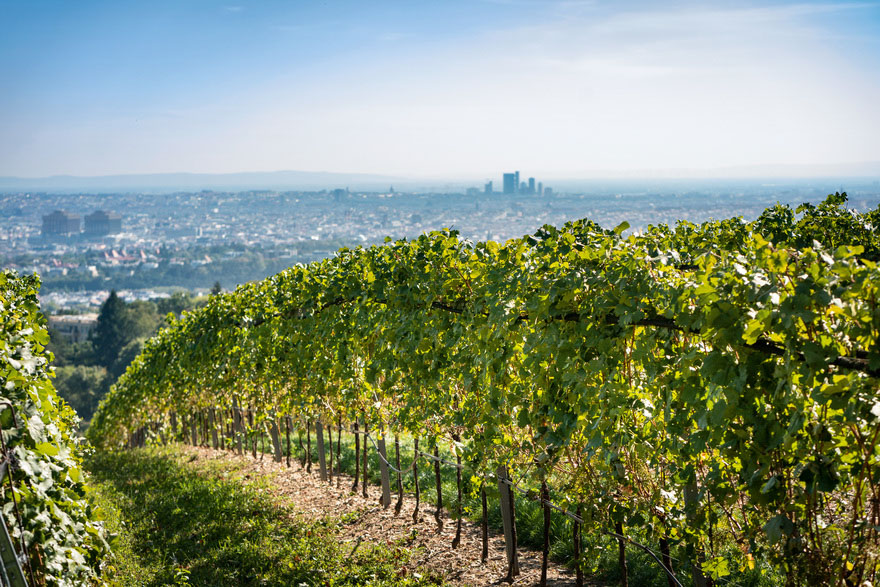 La ville vue depuis les vignobles qui l’entourent © ÖsterreichWerbung Dietmar Denger
