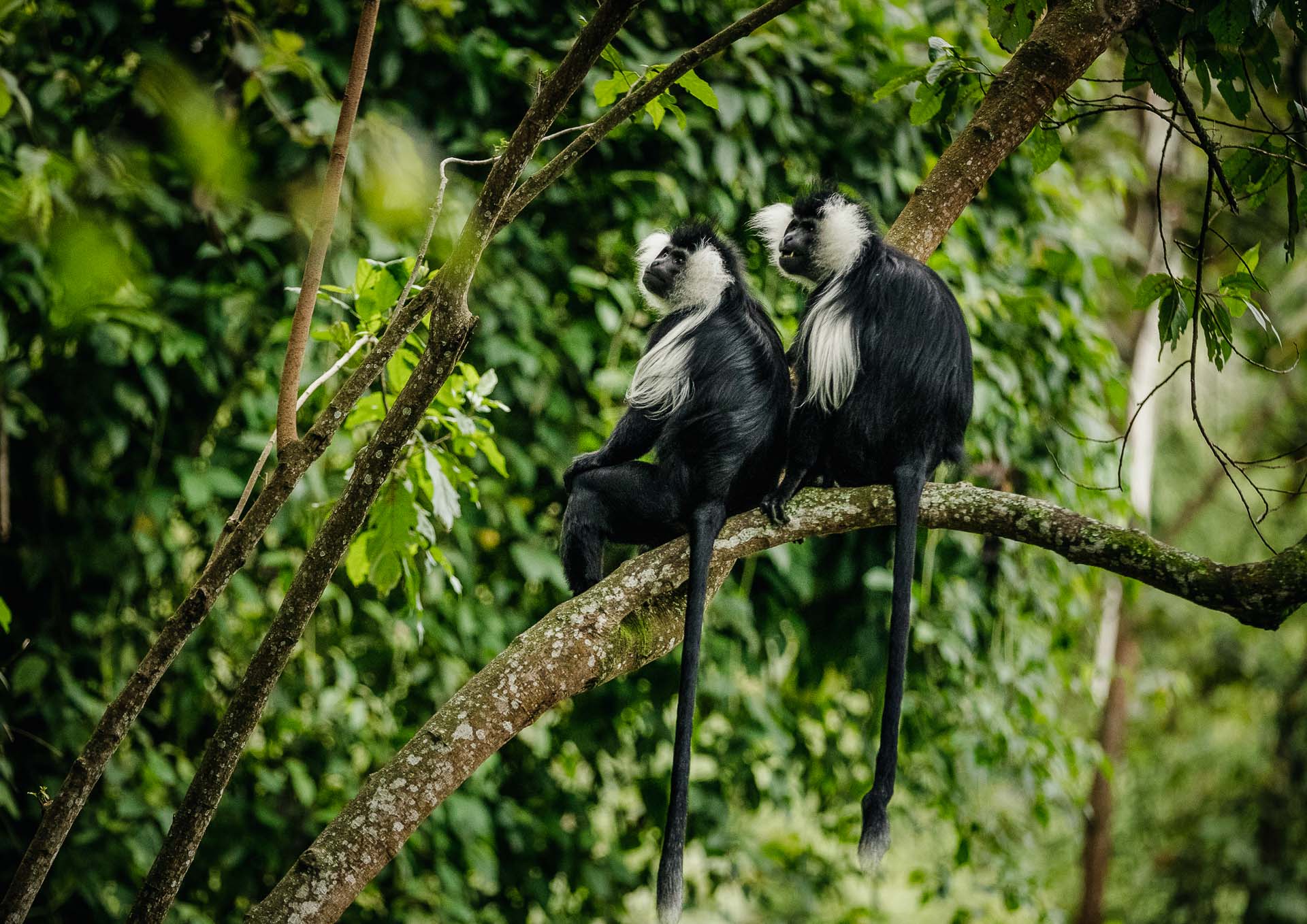 Singes colobus - Rwanda.