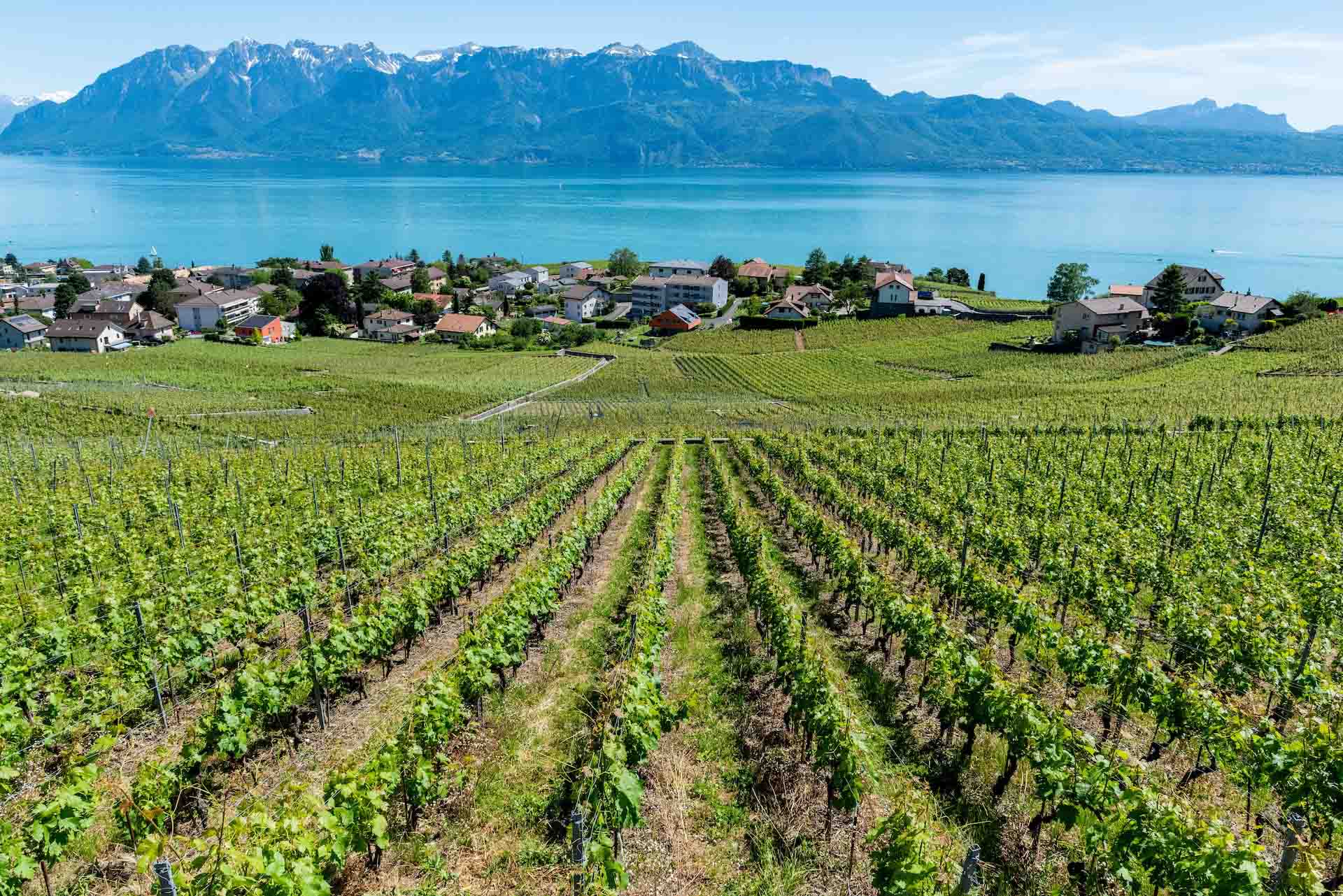 Vignes de Lavaux © DR