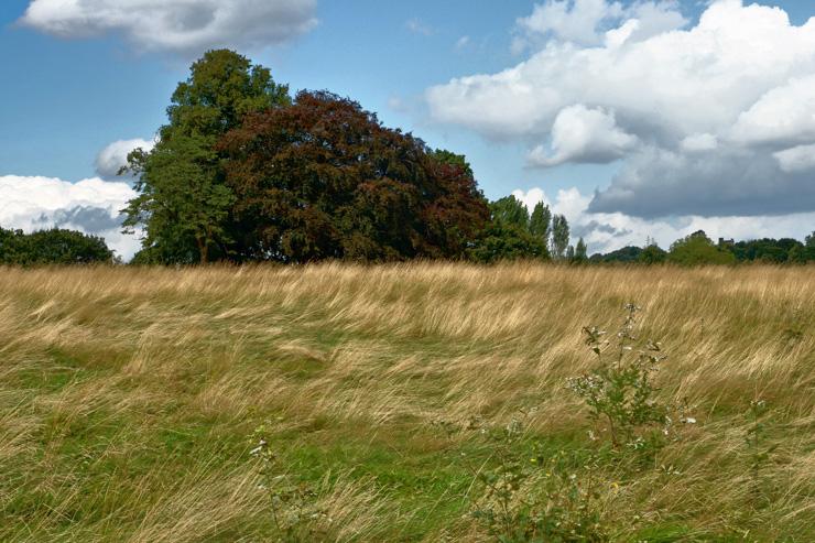 Dans le parc Hampstead Heath au nord de la ville