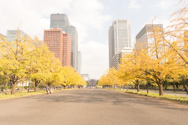 Les buildings de Marunouchi vus depuis le parc du Palais Impérial