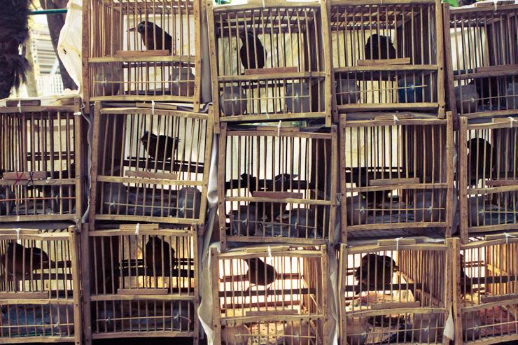 Yuen Po Street Bird Garden - Les cages à oiseaux