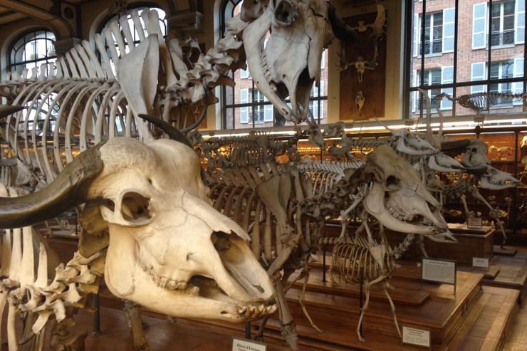 Galeries d'anatomie comparée et de Paléontologie - Muséum National d'Histoire Naturelle