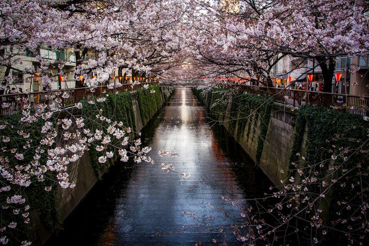 Rivière bordée de cerisiers en fleurs dans le quartier de Nakameguro