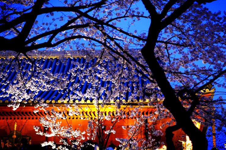 Cerisier en fleur dans le parc d'Ueno