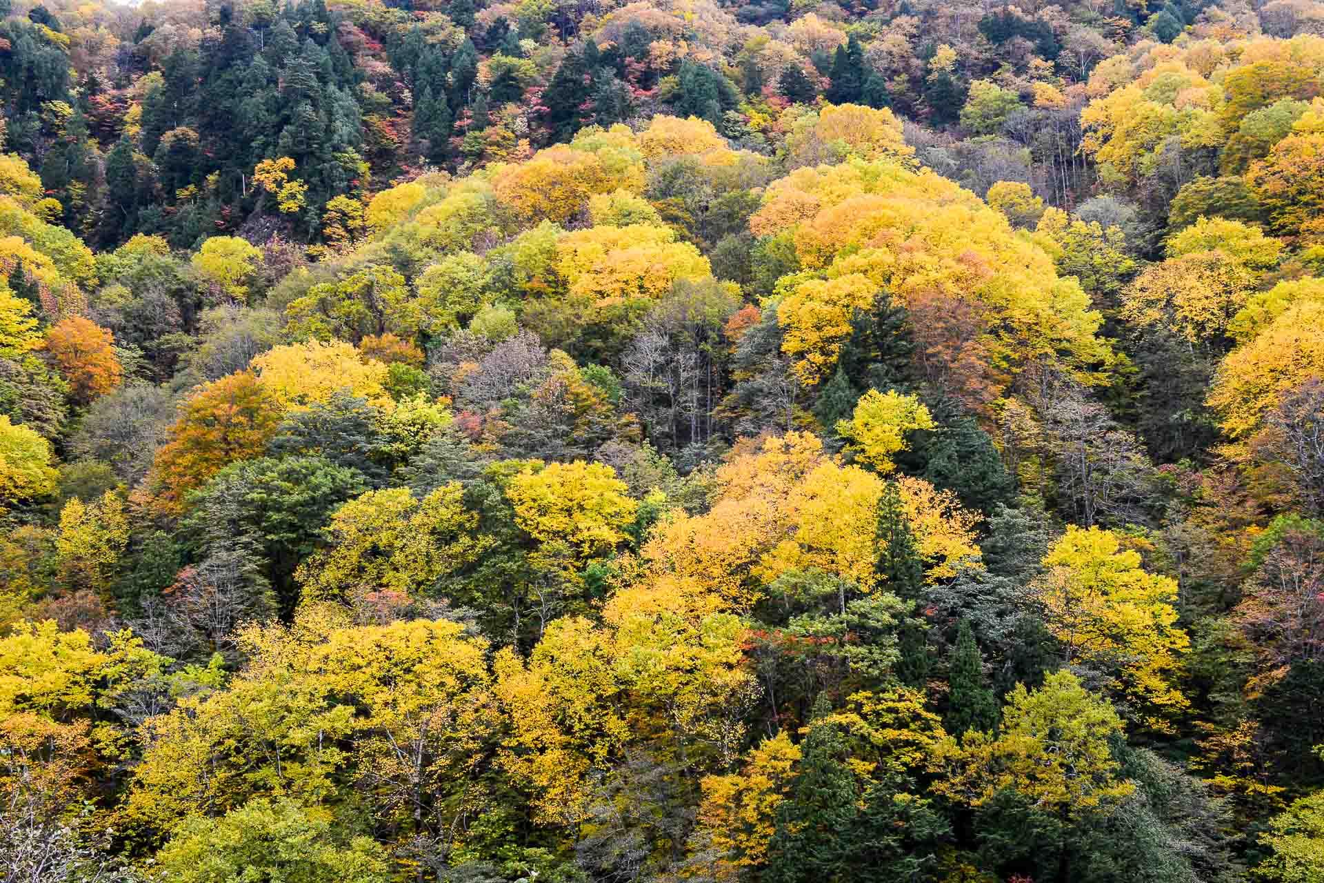 L’automne au Japon est une saison fabuleuse où observer les érables. 