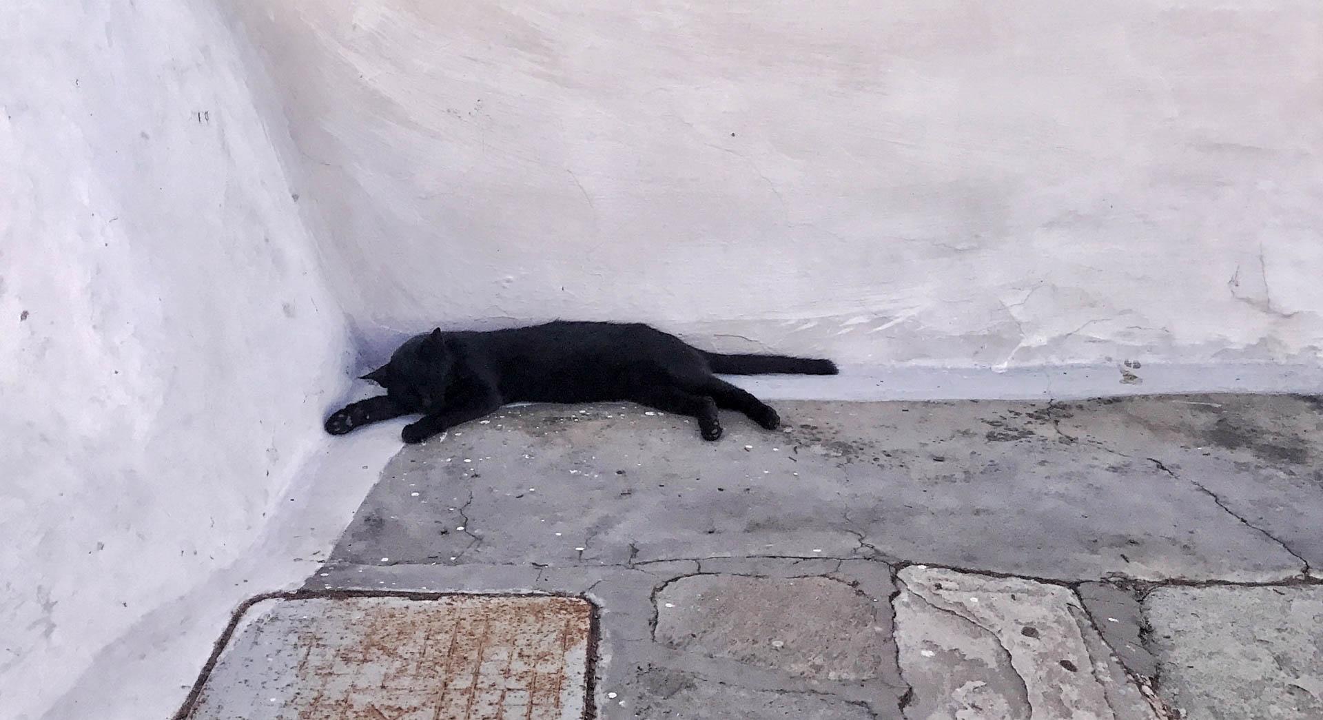 Un chat assoupi dans les ruelles d’Hydra © YONDER.fr