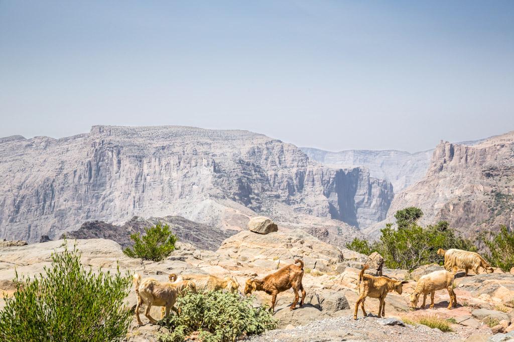 Al Jabal Al Akhdar, "La Montagne Verte" en arabe, est un massif culminant du Plateau de Saiq du Sultanat d’Oman