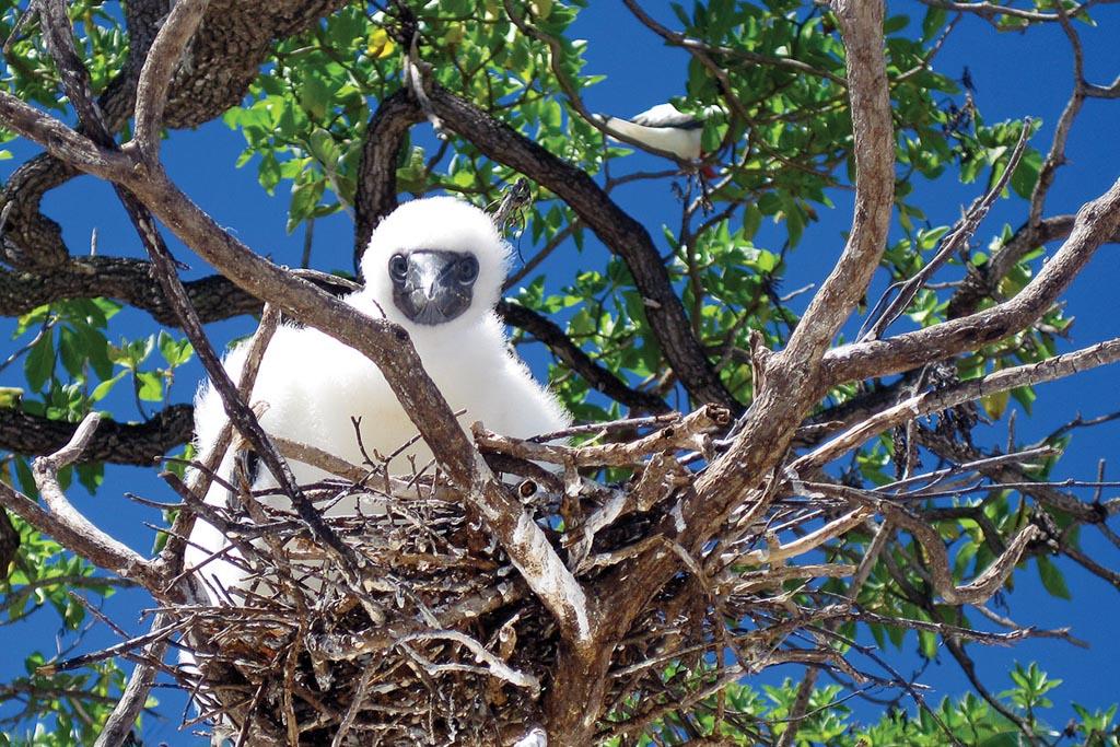 ... comme la faune y sont exceptionnelles : 14 espèces d’oiseaux, 158 espèces végétales, 167 familles de poissons...