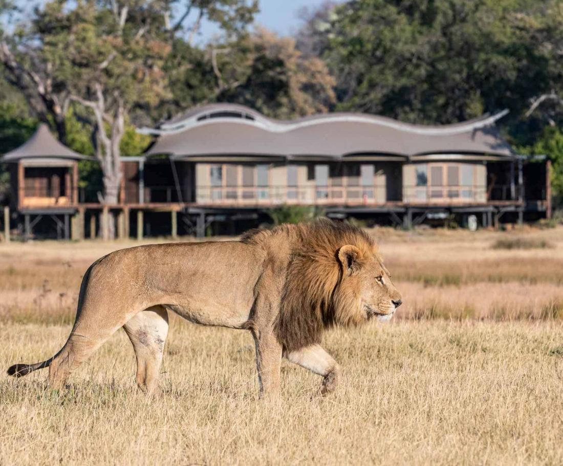 La réserve du delta de l’Okavango est reconnue pour sa forte biodiversité