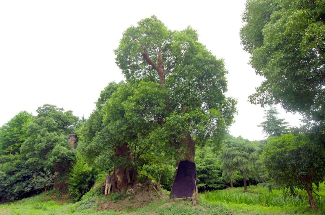 On les retrouve au milieu de milliers de camphriers, sauvés puis déplacés de la province de Jiangxi (à environ 700 km de Shanghai)