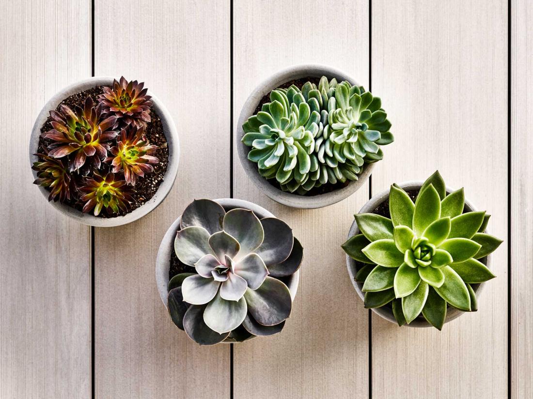 Alors que les nombreuses plantes viennent renforcer la sensation d’être ici chez soi