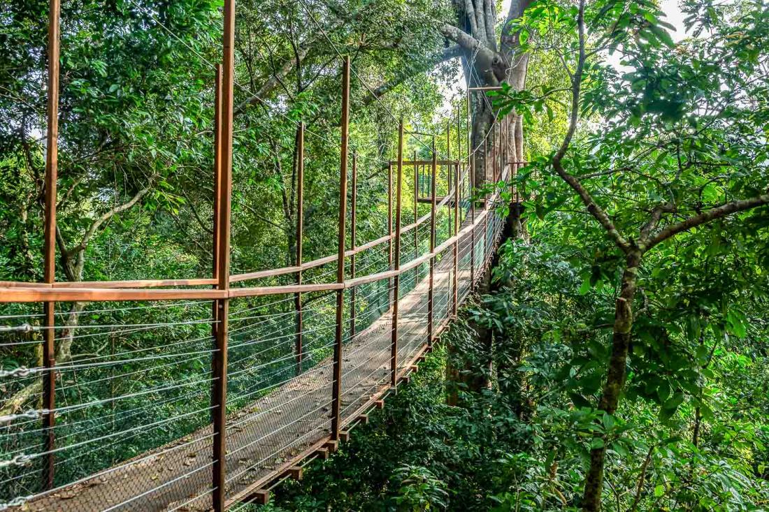 Le sentier Rimba Trail permet de découvrir la faune et la flore uniques de l’île en arrivant à une passerelle surélevée de 70 mètres de long au-dessus de la mangrove.