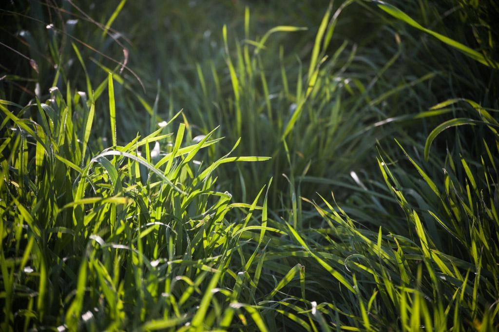 Un jardin d’herbes médicinales abrite 150 variétés différentes de plantes