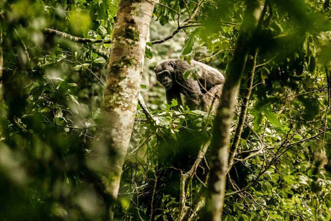 La situation de l’hôtel permet de partir à la rencontre des chimpanzés, ou de découvrir les singes Mangabey, de flâner au pied des arbres à ébène et d’apercevoir des oiseaux exotiques, des orchidées et autres papillons.