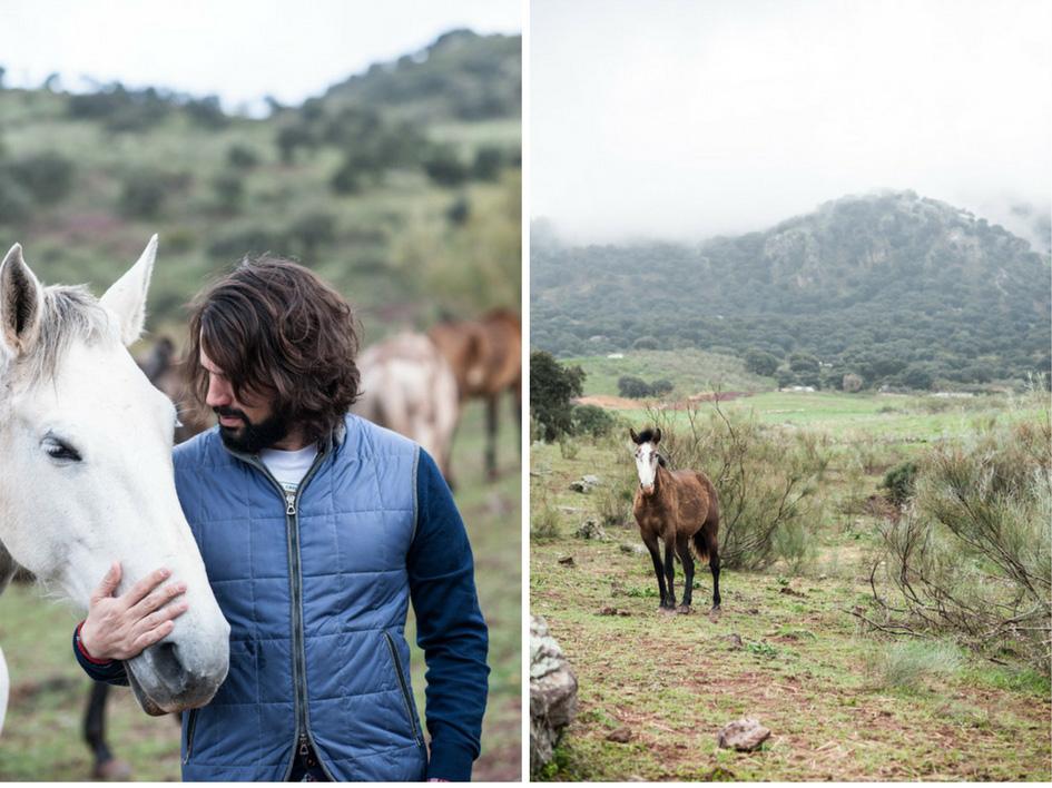 Les Lusitaniens, les plus anciens chevaux de selle de la planète, permettent de découvrir au trot l’immense domaine andalou