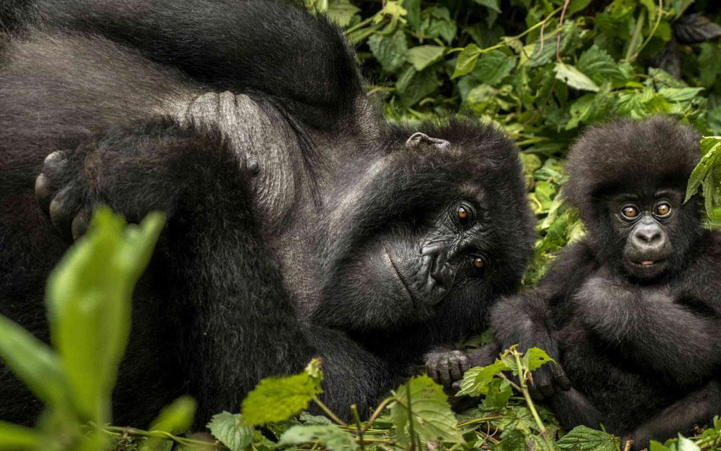 37. One&Only Nyungwe House & Gorilla’s Nest, Rwanda