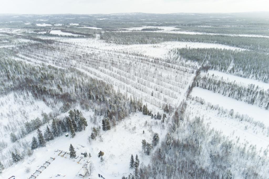 Vue aérienne de la ferme à huskies Kota-Husky et de la forêt environnante.