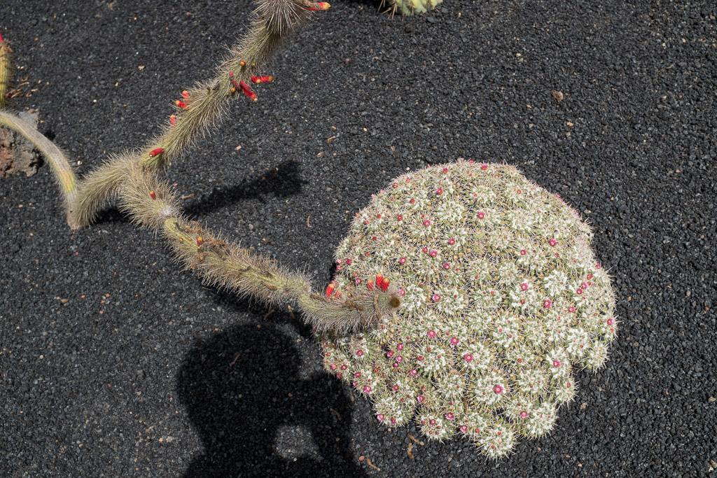 Jardín de Cactus. Lanzarote.