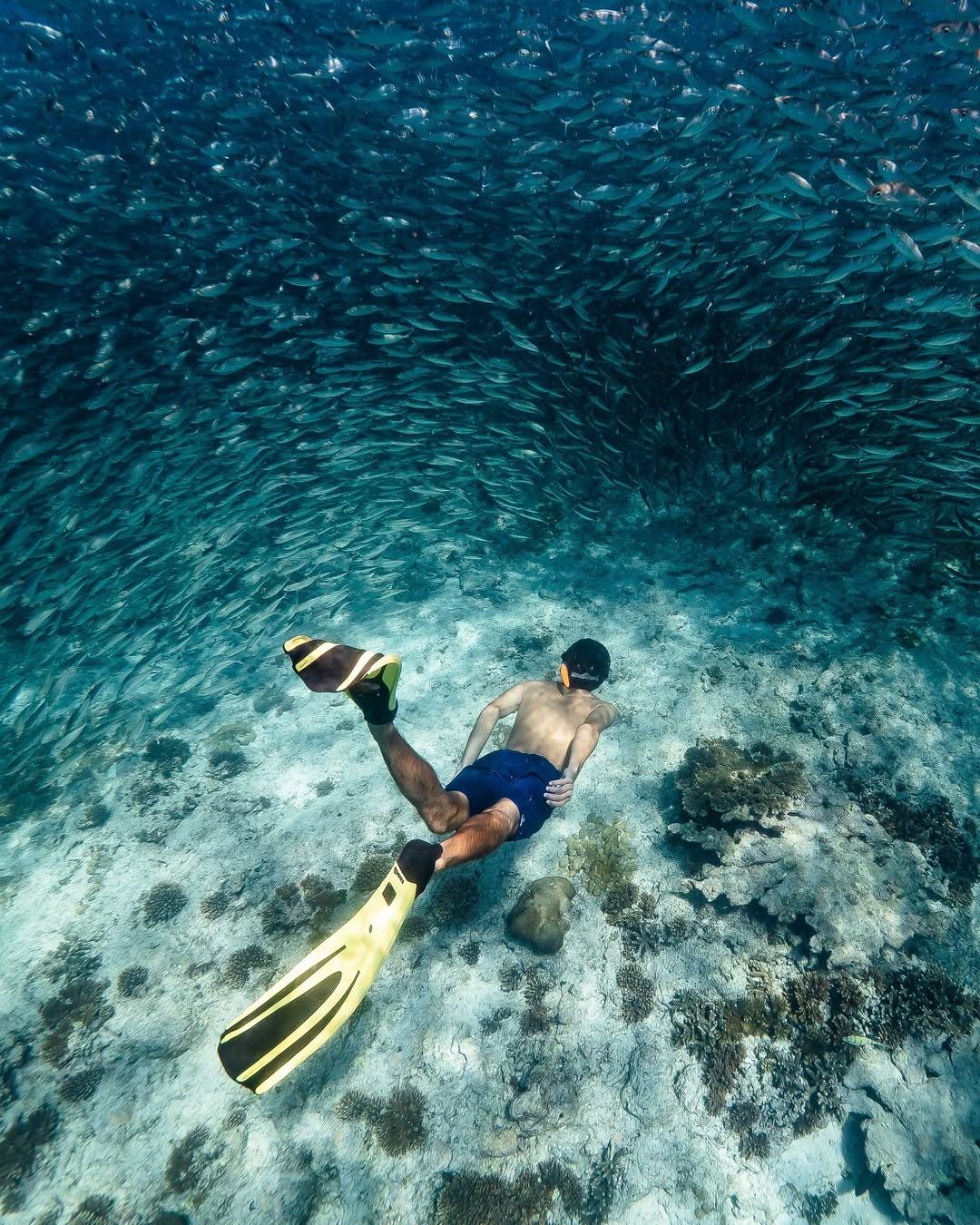 Apprendre à plonger © fregateisland