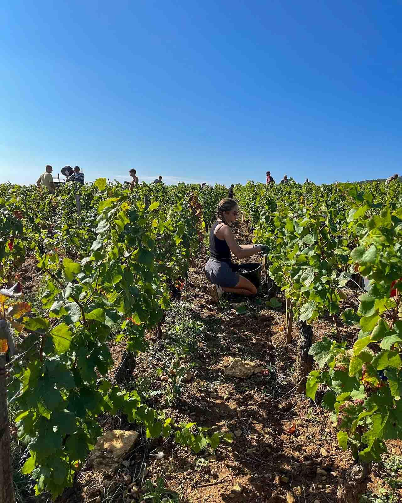 Les vendanges chez © Guy et Yvan Dufouleur