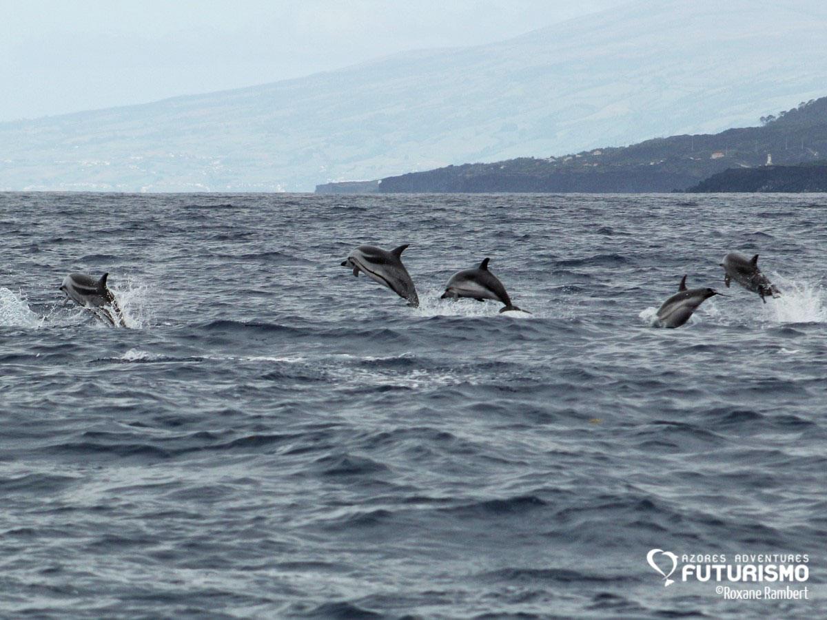 Il est tellement facile de voir des dauphins que la compagnie offre un autre tour en bateau si l’on en voit pas © Roxane Rambert