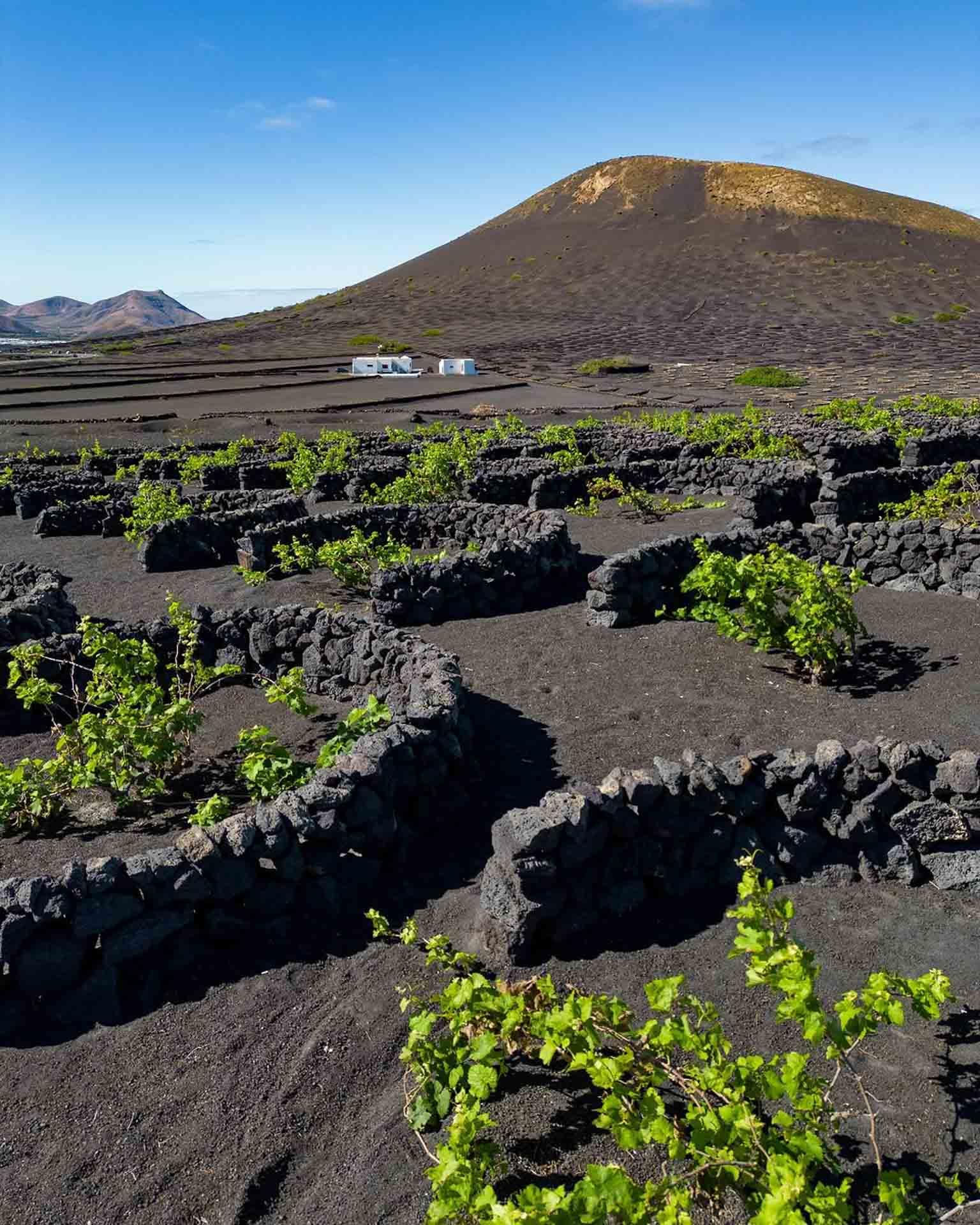 Faire une randonnée dans les vignes © turismoltz