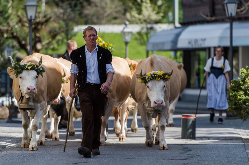 La transhumance des troupeaux, une tradition toujours présente à Gstaad © Destination Gstaad