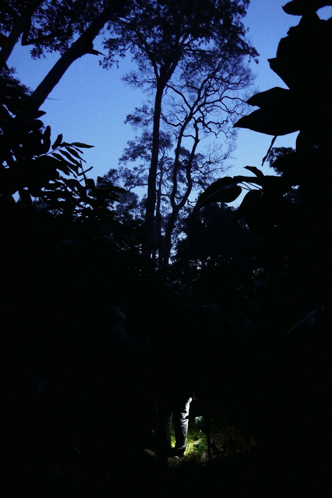 La marche dans la jungle se fait silencieuse au petit matin © Pierre Gunther