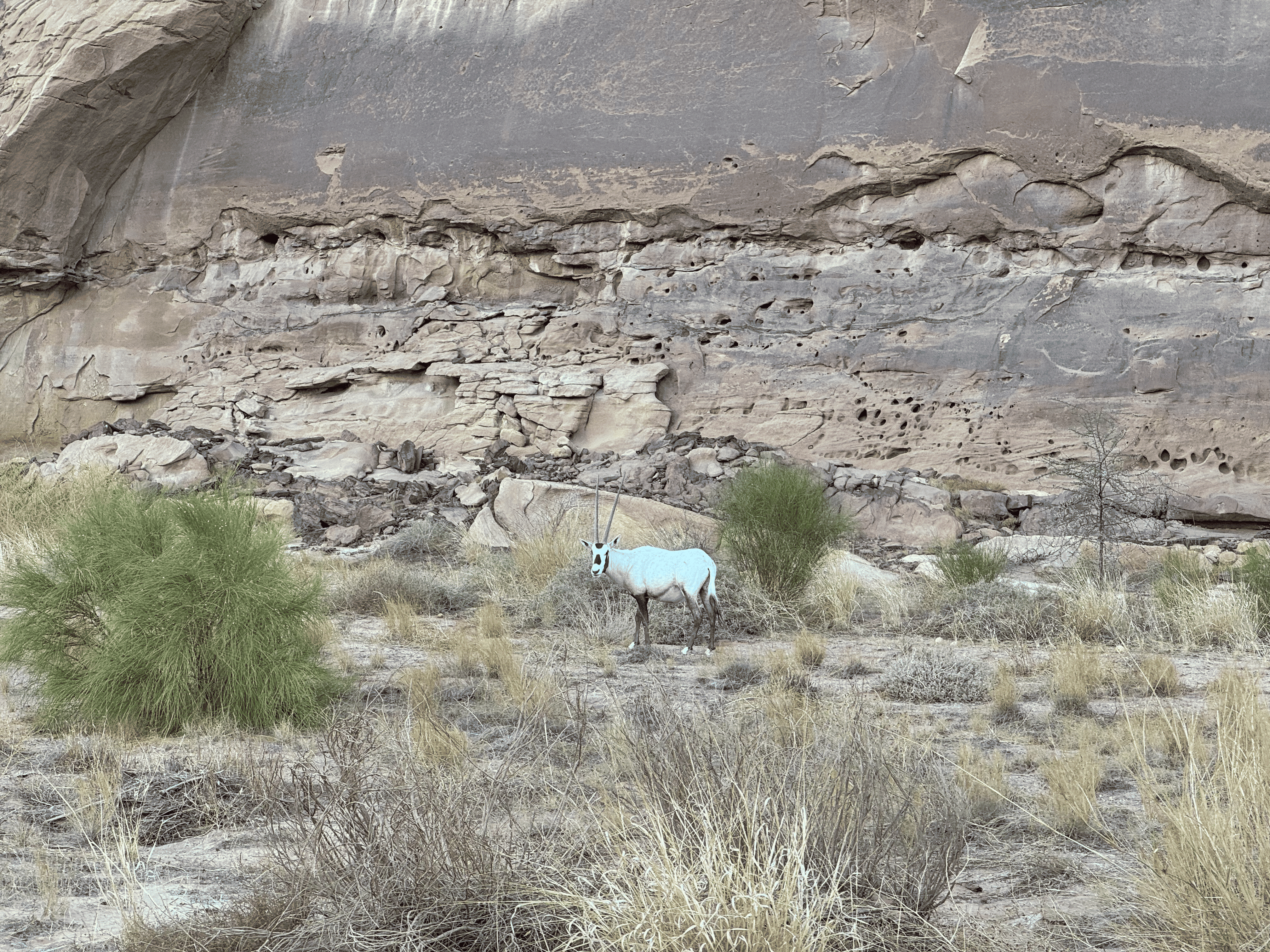 Soudain, un oryx © Hugues de Vaulx