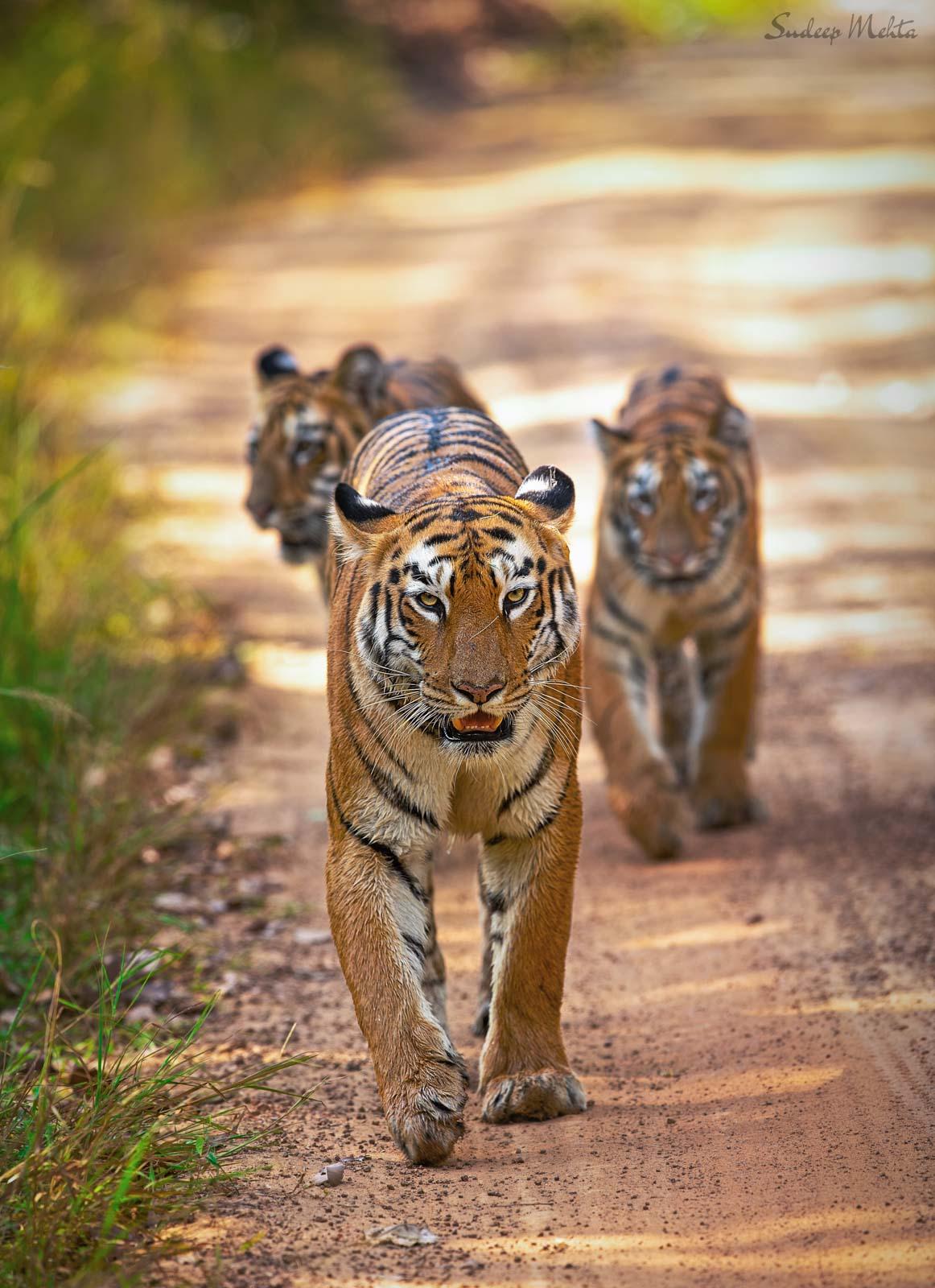 Tigres du Bengal 