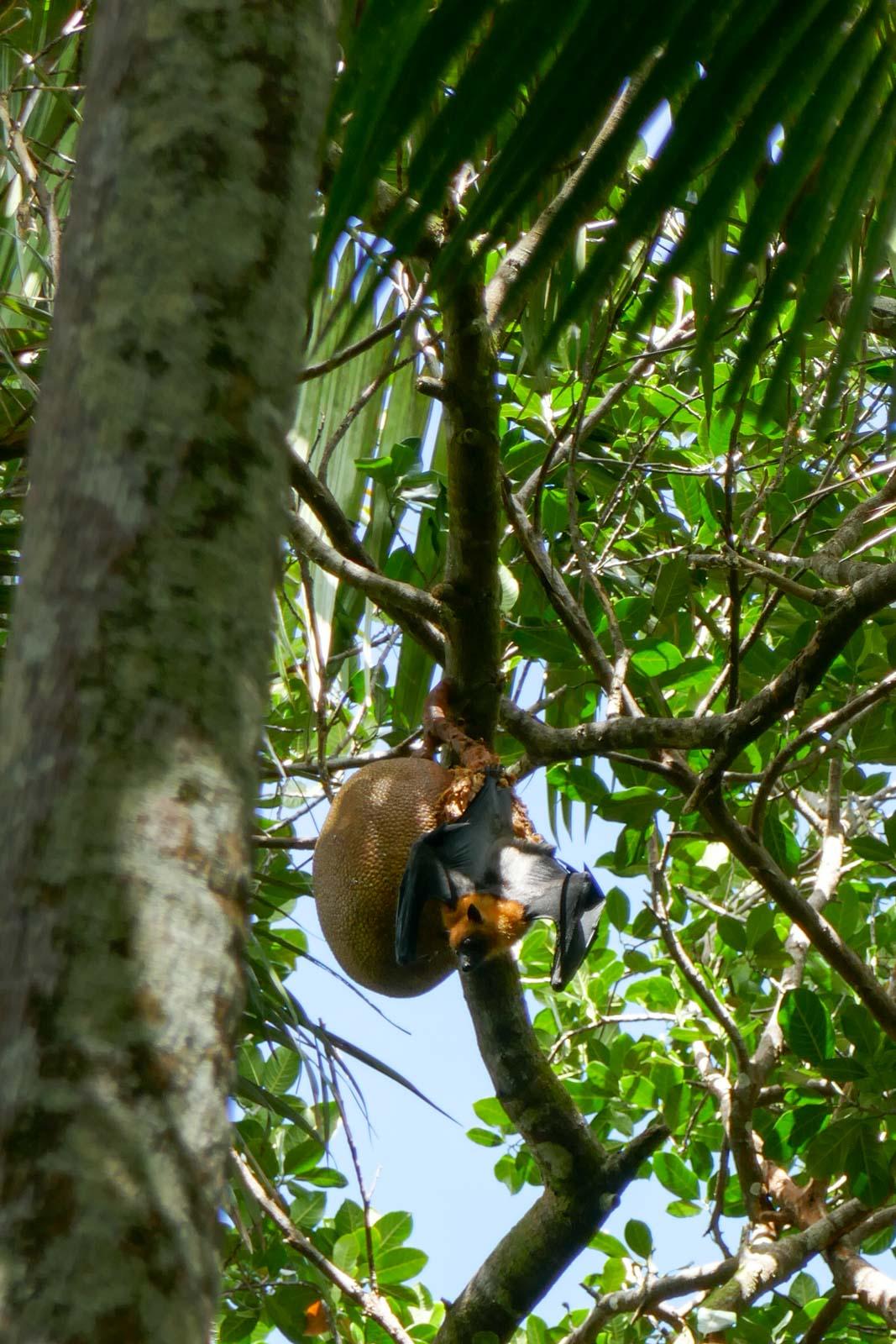 Chauve-souris dans la Vallée de Mai © PG