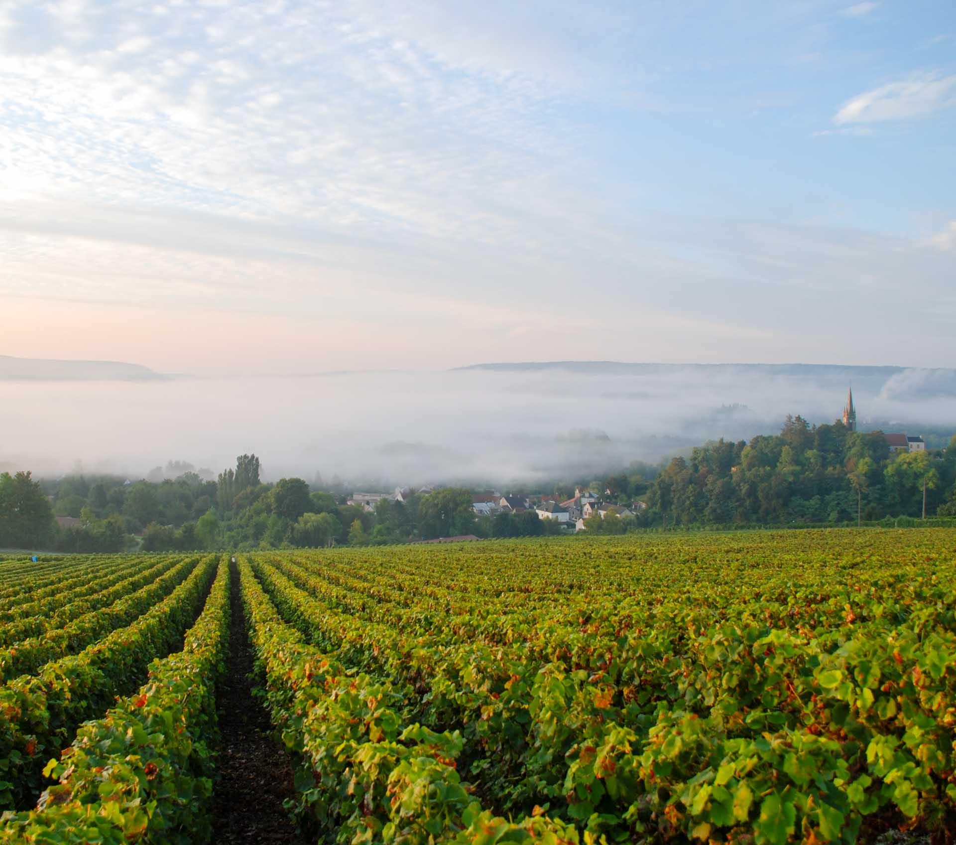 Promenade dans le vignoble © MDT